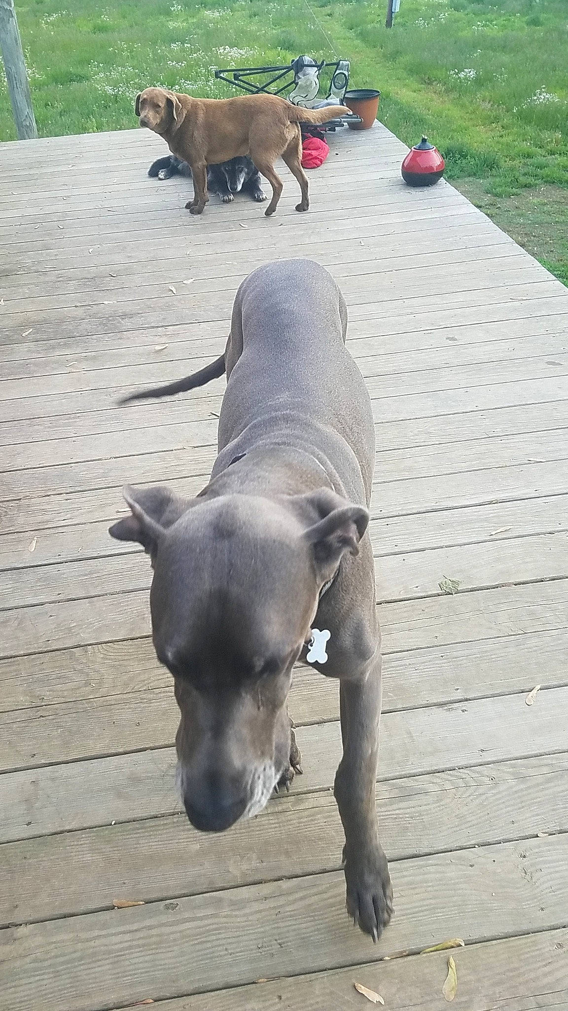 Willow joined the competition — help win amazing prizes! american_pit_bull_terrier, blue_lacy, canidae, carnivore, dog, dog_breed, fawn, mammal, non_sporting_group, pit_bull, snout, sporting_group, tail, vertebrate