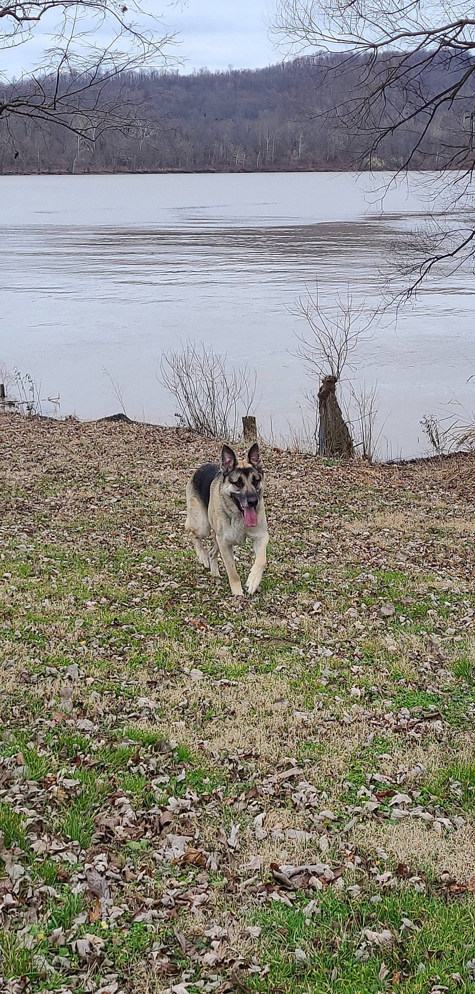 Apollo joined the competition — help win amazing prizes! bog, canidae, carnivore, companion_dog, dog, dog_breed, east_european_shepherd, fawn, grass, herding_dog, lake, plant, reservoir, sled_dog, tail, terrestrial_animal, water, wildlife, working_animal, working_dog
