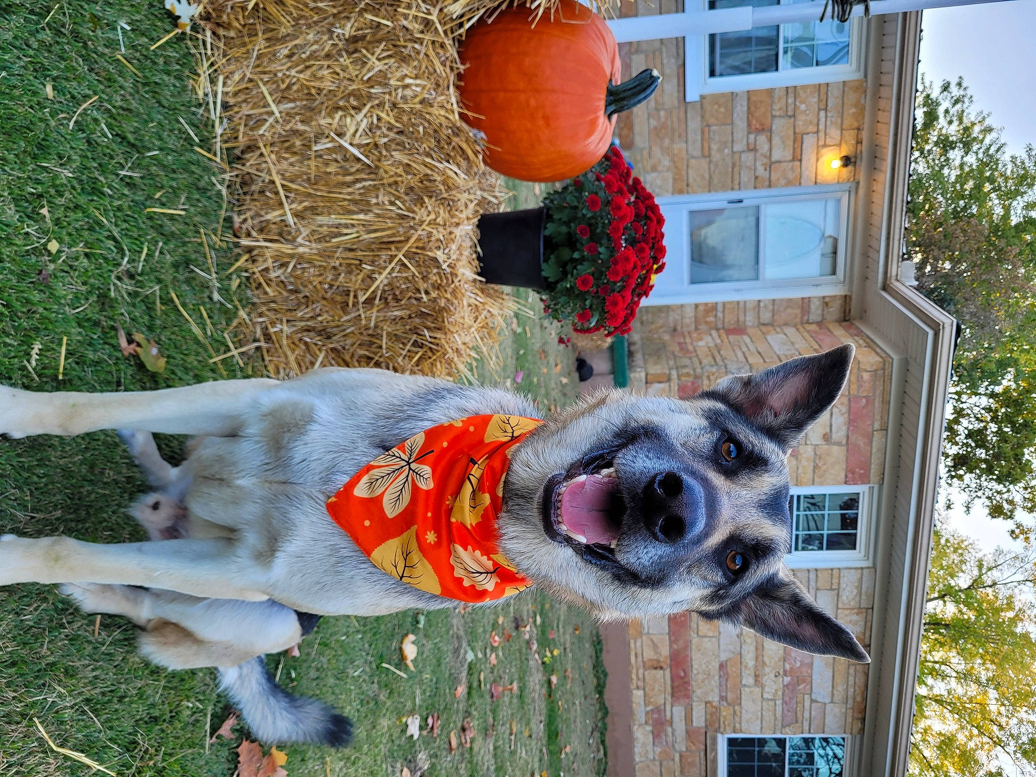 Apollo joined the competition — help win amazing prizes! canidae, carnivore, collar, companion_dog, dog, dog_breed, dog_collar, dog_supply, fawn, grass, mammal, plant, sky, sporting_group, stuffed_toy, tail, tree, vertebrate, window, working_animal