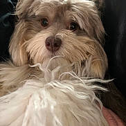 Dexter is registered to the contest to win money with this photo: animal, close_up, companion, cozy, curious, cute, dog, domestic_animal, eyes, face, fluffy, fur, furry, indoor, mammal, nose, pet, portrait, scruffy, whiskers