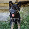 Blacky a rejoint le concours — aidez-le/la à gagner de superbes lots ! puppy, dog, german_shepherd, grass, outdoor, tongue_out, cute, pet, animal, young_dog, ears_up, fur, black_and_tan, playful, sitting, yard, wooden_steps, daylight, nature, adorable