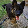 puppy, dog, german_shepherd, outdoor, grass, path, tongue_out, playful, cute, young, pet, animal, fur, ears, leash, sunlight, happy, walking, nature, closeup