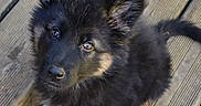 Blacky participe au concours pour gagner de l'argent avec cette photo : puppy, dog, black, tan, fluffy, fur, ears, eyes, deck, wood, outdoor, pet, animal, cute, young, sitting, looking_up, nose, tail, portrait