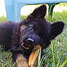 Blacky a rejoint le concours — aidez-le/la à gagner de superbes lots ! puppy, dog, grass, leaf, chewing, outdoor, playful, black_fur, tan_fur, ears, nose, animal, young_dog, summer, nature, plastic_chair, greenery, closeup, pet, adorable