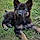 Blacky