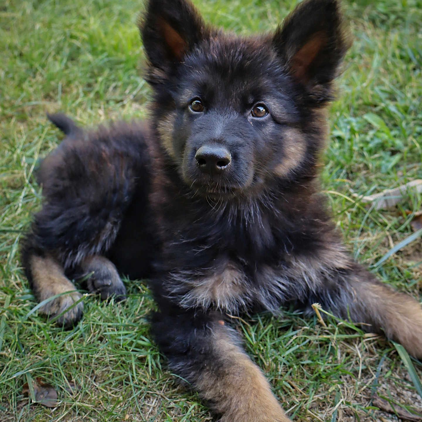 Blacky participe au concours pour gagner de l'argent avec cette photo : puppy, dog, german_shepherd, grass, outdoor, animal, pet, fur, cute, young, lying_down, nature, ears, eyes, nose, muzzle, canine, adorable, portrait, daylight