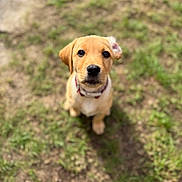Rosa joined the competition — help win amazing prizes! puppy, dog, grass, outdoor, pet, animal, young, cute, collar, brown, fur, looking_up, adorable, nature, one_animal, mammal, sitting, portrait, daylight, canine