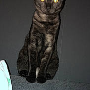 Stitch participe au concours pour gagner de l'argent avec cette photo : cat, black_cat, pet, animal, indoor, feline, sitting, furniture, couch, eyes, glowing_eyes, dark_background, portrait, looking_at_camera, whiskers, ears, fur, cute, domestic_animal, alert