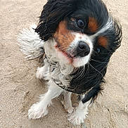 Una a rejoint le concours — aidez-le/la à gagner de superbes lots ! dog, cavalier_king_charles_spaniel, sand, outdoor, pet, animal, curious, head_tilt, long_ears, black, white, brown, fur, canine, close_up, cute, fluffy, portrait, nature, playful