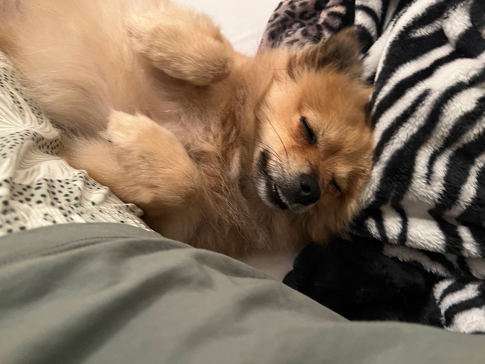 Choupie a rejoint le concours — aidez-le/la à gagner de superbes lots ! canidae, carnivore, chihuahua, clock, comfort, companion_dog, dog, dog_breed, fawn, fur, german_spitz_mittel, nap, non_sporting_group, pomeranian, puppy, sporting_group, terrestrial_animal, toy_dog, whiskers, wildlife