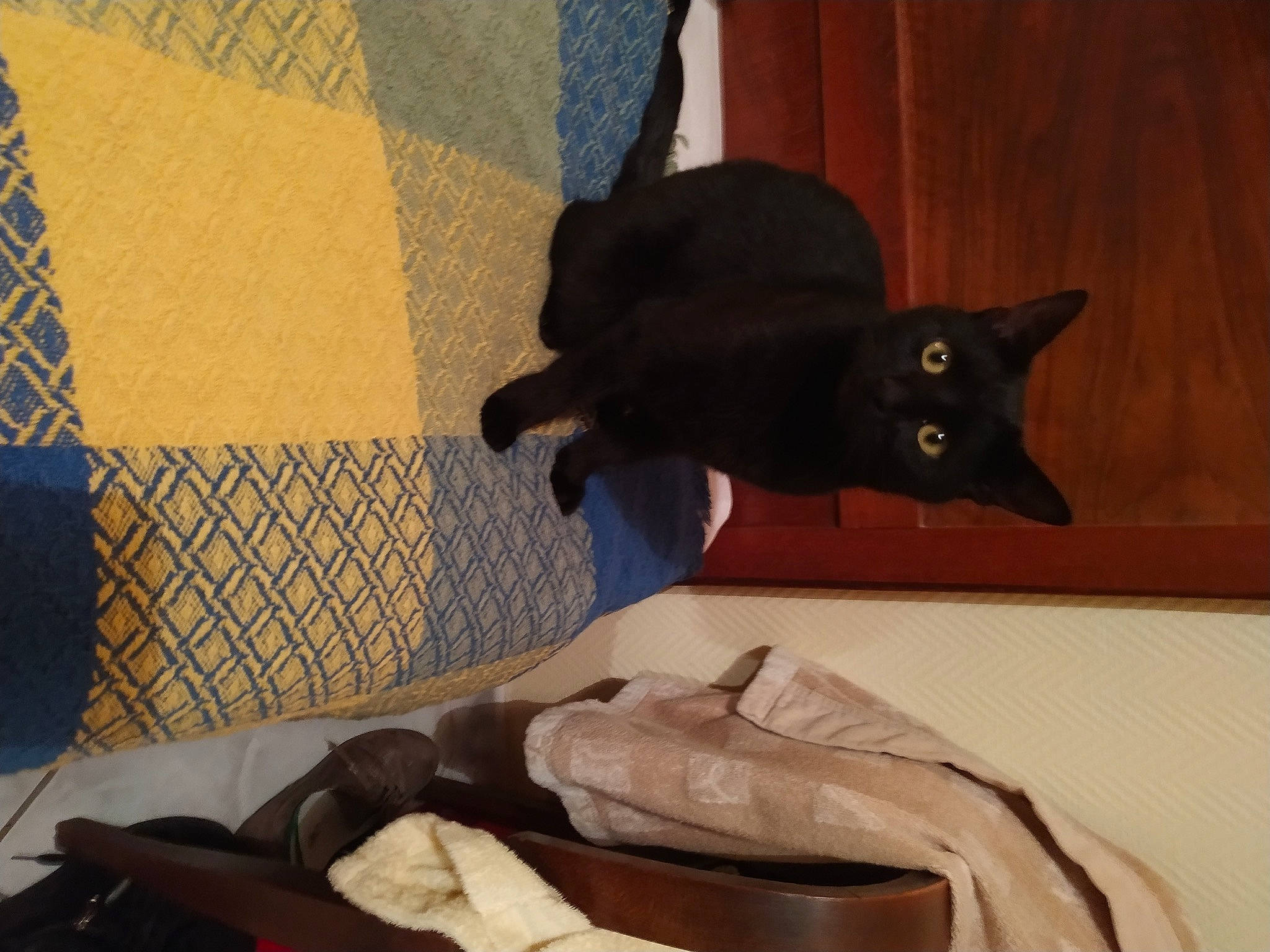 Nana participe au concours pour gagner de l'argent avec cette photo : black, black_cat, bombay, carmine, carnivore, cat, comfort, domestic_short_haired_cat, felidae, flooring, fur, grey, linens, room, shadow, small_to_medium_sized_cats, tail, tints_and_shades, whiskers, wood