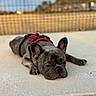 Chrome joined the competition — help win amazing prizes! black, blurred_background, cushion, cute, dog, ears, face, french_bulldog, harness, lying_down, outdoor, patio, pet, portrait, red, relaxed, sleeping, snout, warm_lighting, waterfront