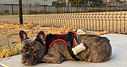 Chrome joined the competition — help win amazing prizes! animal, bone_accessory, brown_dog, canine, dog, dry_grass, fence, french_bulldog, harness, houses, lying_down, outdoor, palm_trees, pet, portrait, red_harness, shorthaired, sidewalk, suburban, sunny
