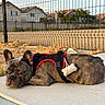 animal, bone_accessory, brown_dog, canine, dog, dry_grass, fence, french_bulldog, harness, houses, lying_down, outdoor, palm_trees, pet, portrait, red_harness, shorthaired, sidewalk, suburban, sunny