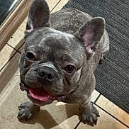 Chrome joined the competition — help win amazing prizes! bat_ears, canine, close_up, companion_animal, cute, dog, french_bulldog, gray_fur, happy, indoor, looking_at_camera, open_mouth, pet, portrait, rug, short_nose, standing, tile_floor, tongue, wrinkled_face