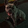 Chrome is registered to the contest to win money with this photo: animal, closeup, collar, companion, dark, dog, french_bulldog, night, open_mouth, outdoor, painted_lines, pavement, pet, portrait, short_snout, sitting, street, tongue, upright_ears, wrinkles