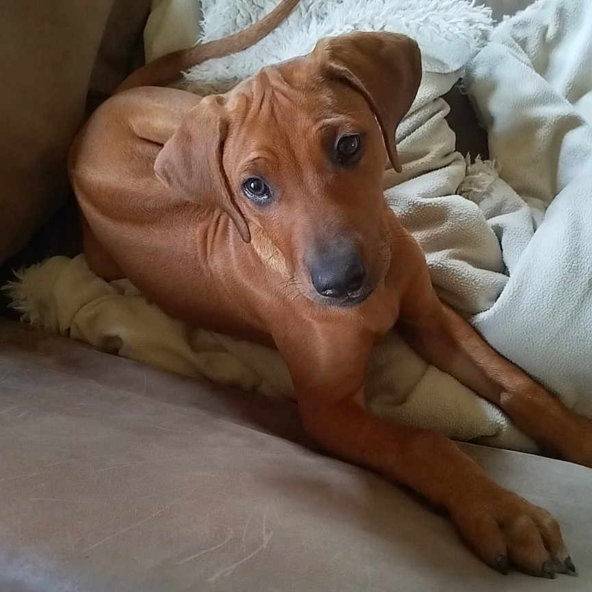 Alcyone participe au concours pour gagner de l'argent avec cette photo : animal, blanket, brown_dog, canine, companion, couch, cozy, cute, dog, domestic, ears, friendly, fur, indoor, looking_up, paw, pet, puppy, relaxed, young_dog