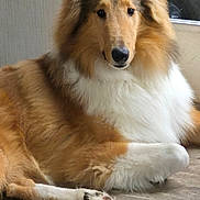 Prince Patrick joined the competition — help win amazing prizes! animal, brown, canine, collie, companion, cute, dog, domestic, ears, fluffy_fur, fur, indoor, lying_down, muzzle, paw, pet, portrait, relaxed, white, wooden_floor