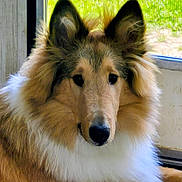 Prince Patrick joined the competition — help win amazing prizes! dog, collie, fluffy, long_hair, brown, white, pet, canine, indoors, window, door, screen, fur, animal, portrait, face, ears, nose, sitting, calm