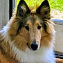 dog, collie, fluffy, long_hair, brown, white, pet, canine, indoors, window, door, screen, fur, animal, portrait, face, ears, nose, sitting, calm