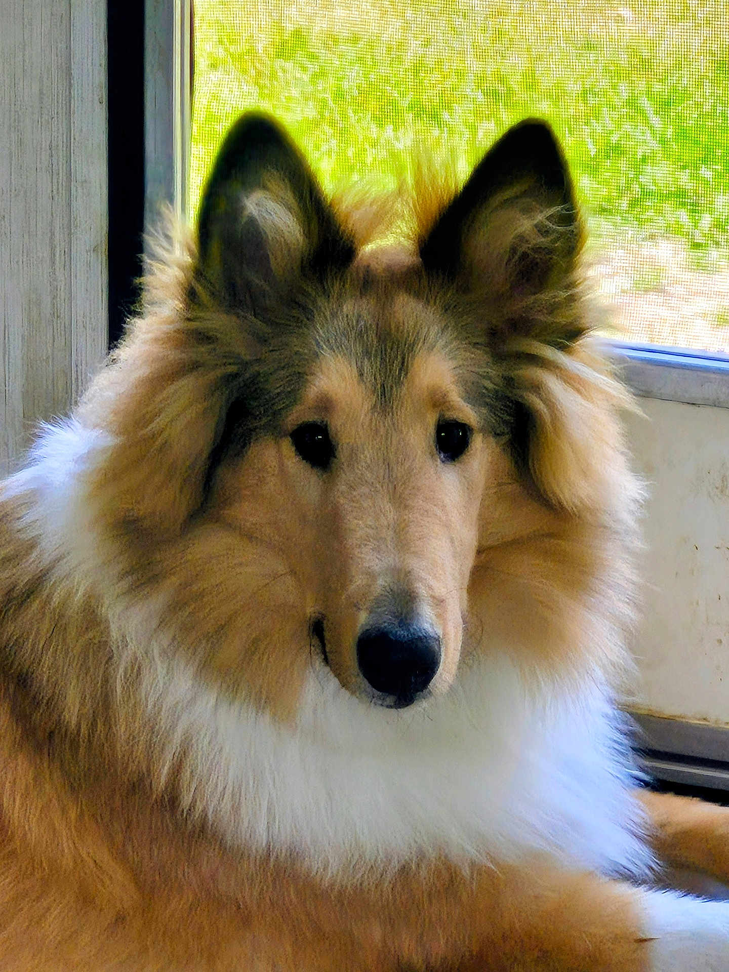 Prince Patrick joined the competition — help win amazing prizes! dog, collie, fluffy, long_hair, brown, white, pet, canine, indoors, window, door, screen, fur, animal, portrait, face, ears, nose, sitting, calm