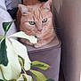 cat, ginger_cat, indoor, houseplant, green_eyes, ottoman, furniture, pet, curious, relaxed, cozy, domestic, whiskers, fur, closeup, plant_leaves, home_decor, natural_light, quiet, still_life