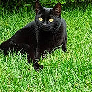 Melba a rejoint le concours — aidez-le/la à gagner de superbes lots ! alert, animal, black_cat, cat, close_up, domestic_animal, feline, foliage, grass, greenery, lush, mammal, nature, outdoor, pet, relaxing, resting, summer, wildlife, yellow_eyes