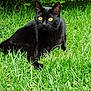 alert, animal, black_cat, cat, close_up, domestic_animal, feline, foliage, grass, greenery, lush, mammal, nature, outdoor, pet, relaxing, resting, summer, wildlife, yellow_eyes