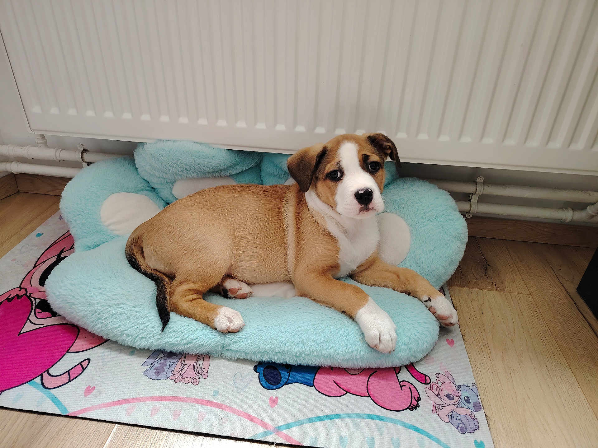 Mya participe au concours pour gagner de l'argent avec cette photo : puppy, dog, pet, plush_bed, turquoise_bed, radiator, wooden_floor, cartoon_mat, mat, cute, brown_white_coat, paws, tail, nose, eyes, looking_at_camera, indoor, cozy, resting, home