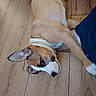 Mya a rejoint le concours — aidez-le/la à gagner de superbes lots ! brown_fur, close_up, collar, cute, denim, dog, ear, floorboard, hardwood_floor, human_leg, indoor, lying_down, paw, pet, portrait, puppy, relaxed, snout, white_markings, wooden_floor