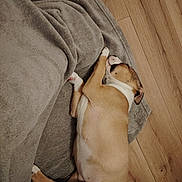 Mya a rejoint le concours — aidez-le/la à gagner de superbes lots ! dog, puppy, sleeping, blanket, hardwood_floor, wood_floor, floor, paw, snout, fur, pet, domestic_animal, cozy, nap, belly, white_marking, brown_fur, indoor, relaxed, blanket_texture
