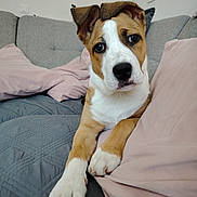 Mya participe au concours pour gagner de l'argent avec cette photo : puppy, dog, couch, indoor, pet, fur, ears, paw, nose, cute, home, pillows, relaxing, brown, white, animal, portrait, domestic, young, cozy