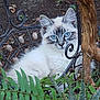 Boo joined the competition — help win amazing prizes! cat, blue_eyes, fluffy, garden, plants, greenery, metal_fence, wood, outdoor, nature, curious, pet, animal, fur, leaf, aloe_vera, fern, relaxed, closeup, sitting