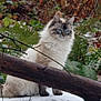 cat, animal, blue_eyes, fluffy, snow, branch, autumn, leaves, outdoor, nature, forest, wildlife, mammal, pet, fur, tree, greenery, sitting, alert, winter