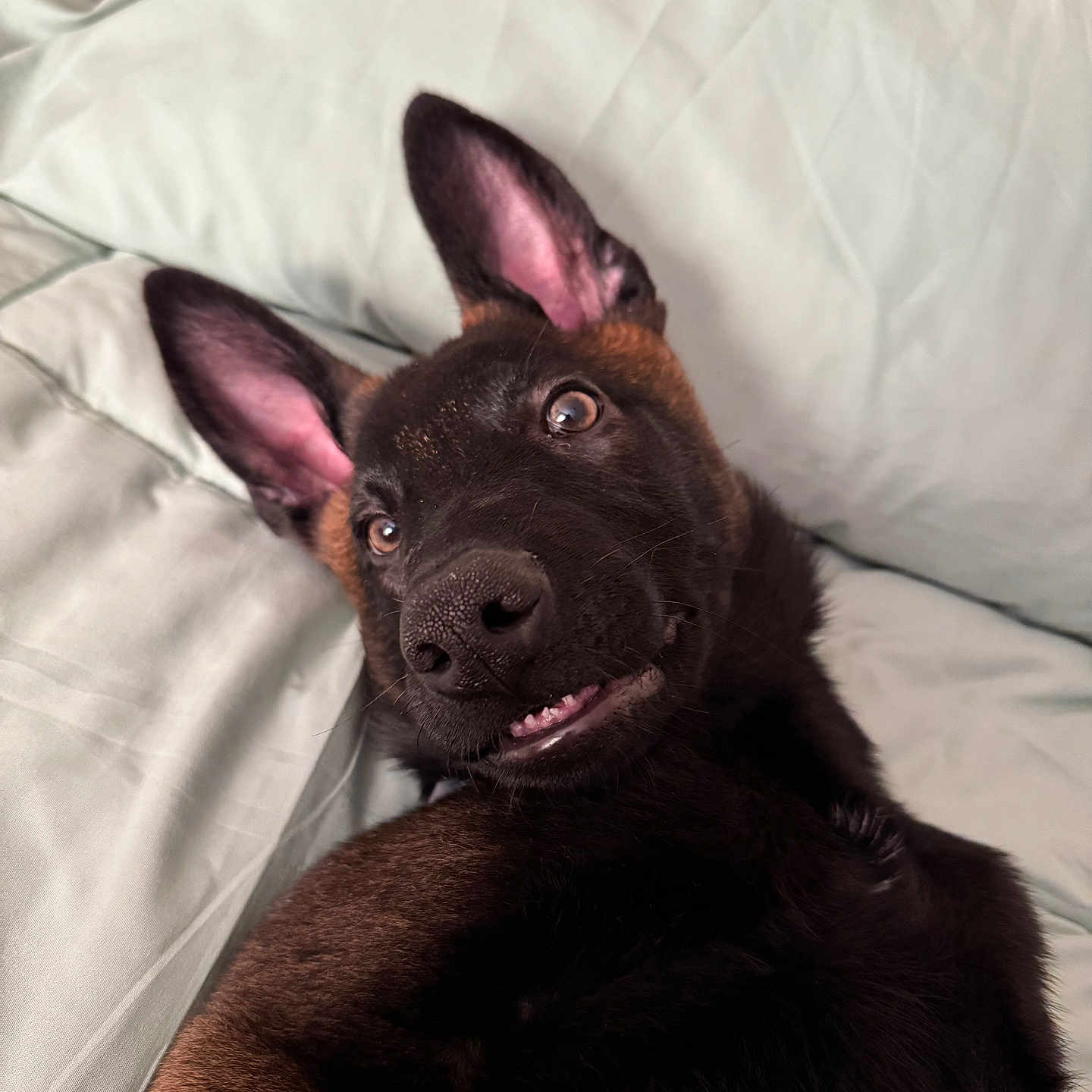 Reux joined the competition — help win amazing prizes! animal, bed, black_fur, brown_fur, canine, closeup, cute, dog, ears, expression, eyes, face, fur, indoors, lying_down, nose, pet, resting, sleeping_area, whiskers