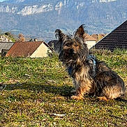Happy a rejoint le concours — aidez-le/la à gagner de superbes lots ! dog, small_dog, scruffy_dog, grass, outdoor, mountains, village, rooftops, sunny, nature, pet, canine, blue_sky, daylight, fur, ears, sitting, landscape, scenery, leash