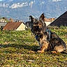dog, small_dog, scruffy_dog, grass, outdoor, mountains, village, rooftops, sunny, nature, pet, canine, blue_sky, daylight, fur, ears, sitting, landscape, scenery, leash