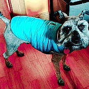 Stewie is registered to the contest to win money with this photo: dog, small_dog, blue_jacket, pet, indoor, wooden_floor, curious, ears_up, furry, canine, looking_at_camera, collar, heart_tag, standing, domestic_animal, flooring, box, furniture, brown, coat