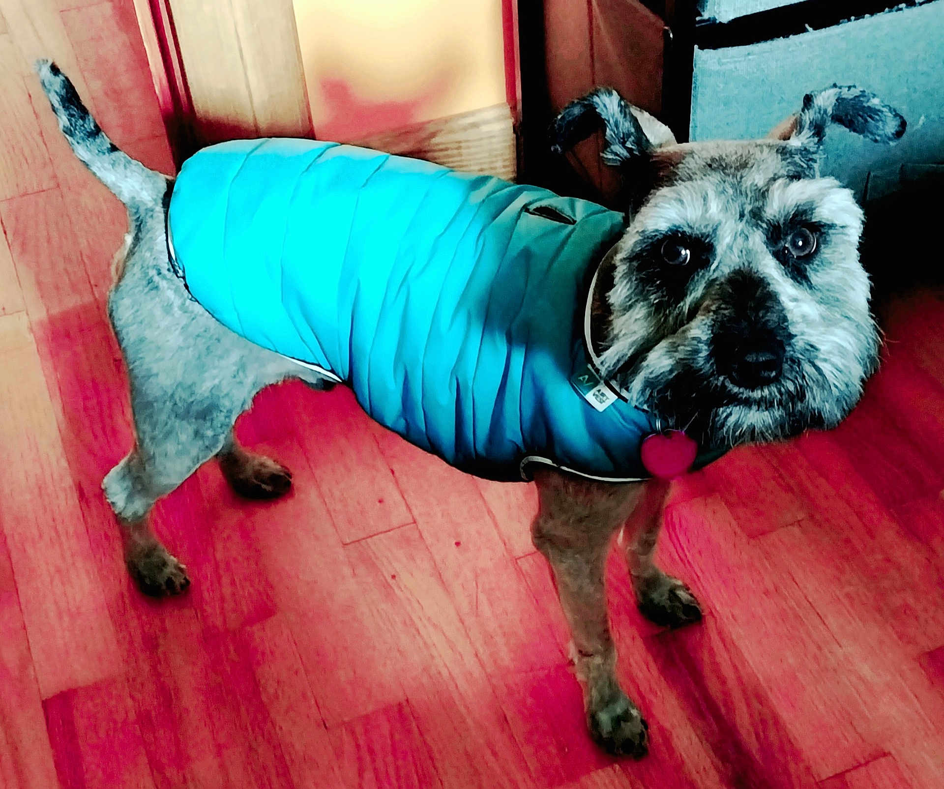 Stewie is registered to the contest to win money with this photo: dog, small_dog, blue_jacket, pet, indoor, wooden_floor, curious, ears_up, furry, canine, looking_at_camera, collar, heart_tag, standing, domestic_animal, flooring, box, furniture, brown, coat