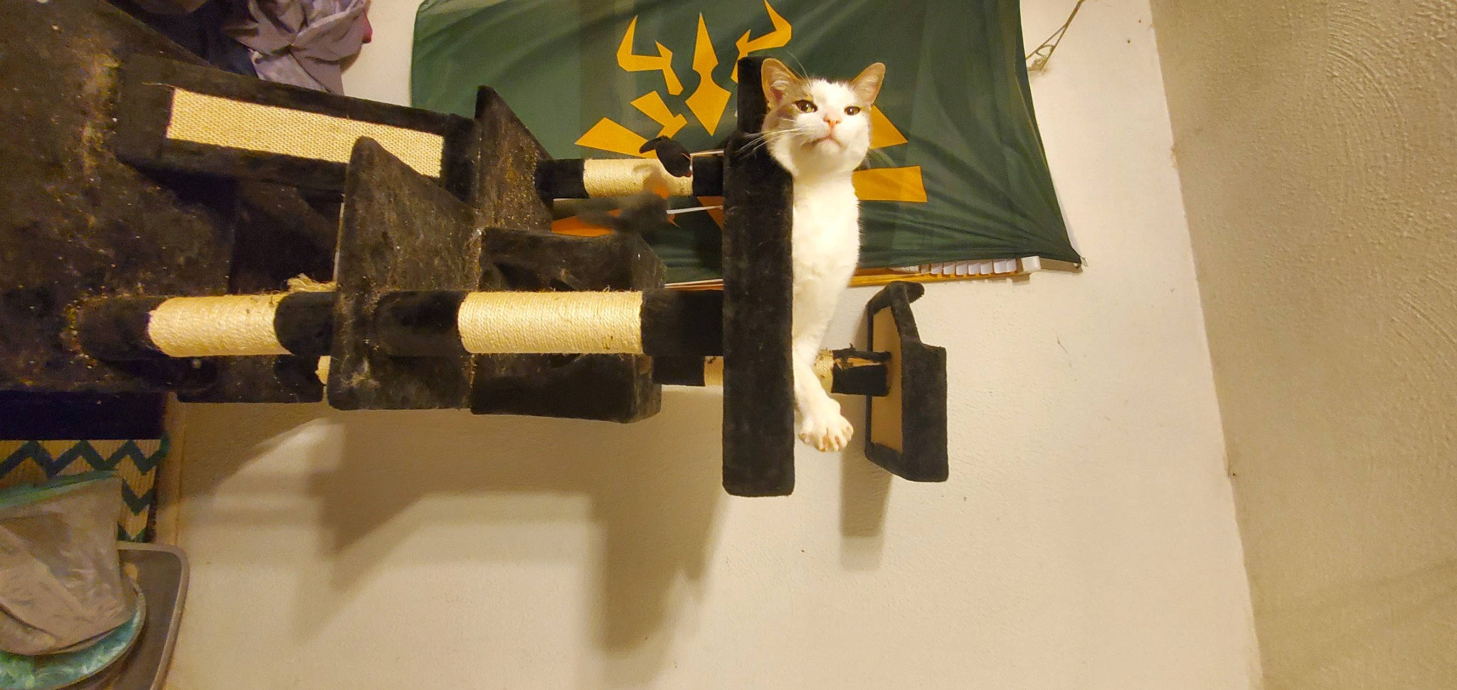 Mishu joined the competition — help win amazing prizes! art, carnivore, cat, felidae, font, metal, musical_instrument, paper_product, room, small_to_medium_sized_cats, tail, visual_arts, whiskers, wood