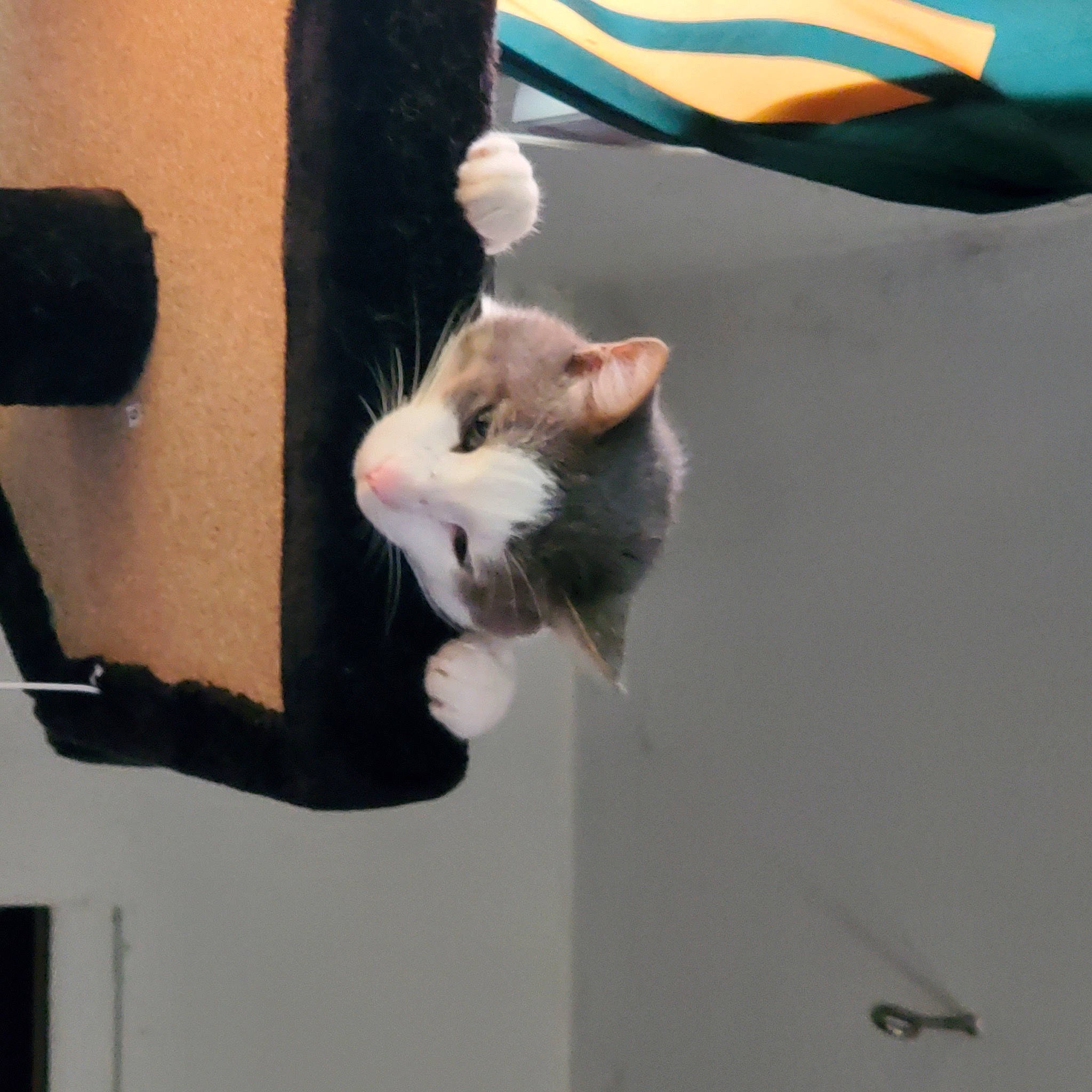 Mishu is registered to the contest to win money with this photo: bag, canidae, carnivore, cat, comfort, domestic_short_haired_cat, felidae, fur, gesture, small_to_medium_sized_cats, snout, sporting_group, tail, whiskers