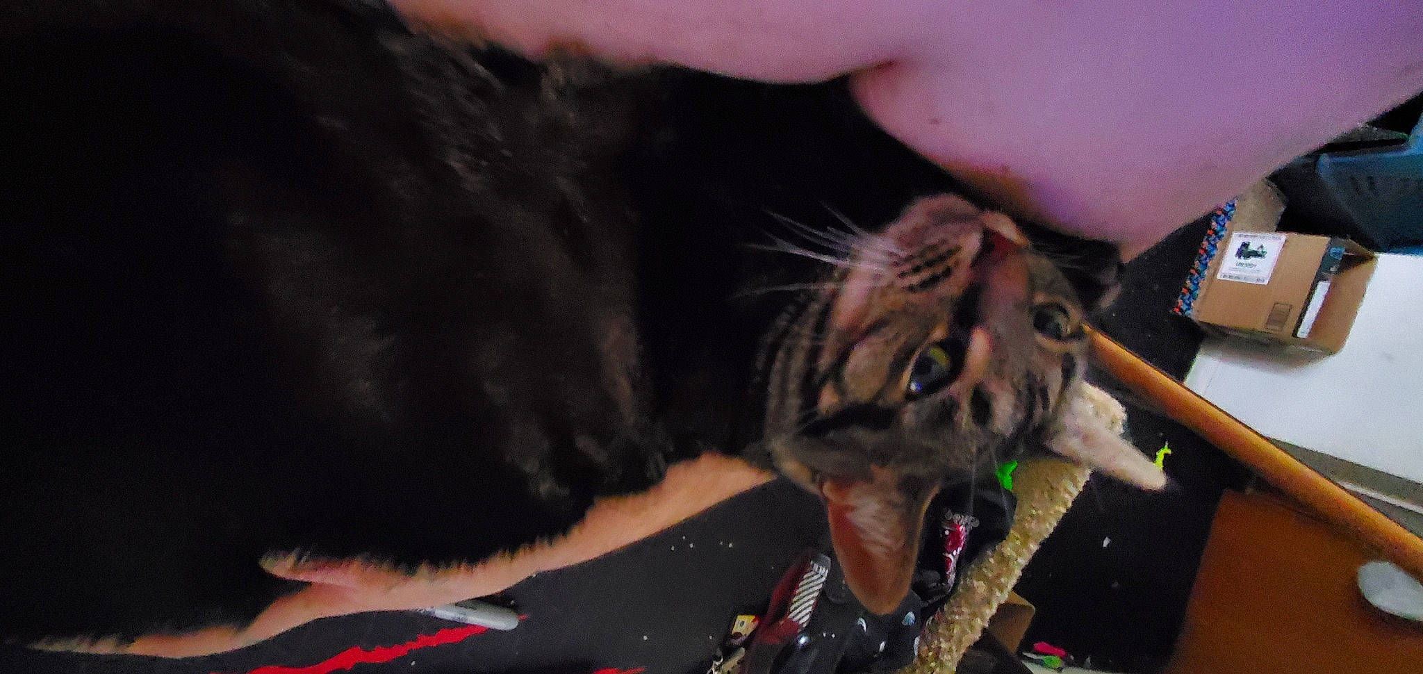 Needy joined the competition — help win amazing prizes! canidae, carnivore, cat, claw, dog_breed, domestic_short_haired_cat, ear, event, fawn, felidae, fur, gesture, nail, paw, small_to_medium_sized_cats, snout, sporting_group, tail, terrestrial_animal, whiskers