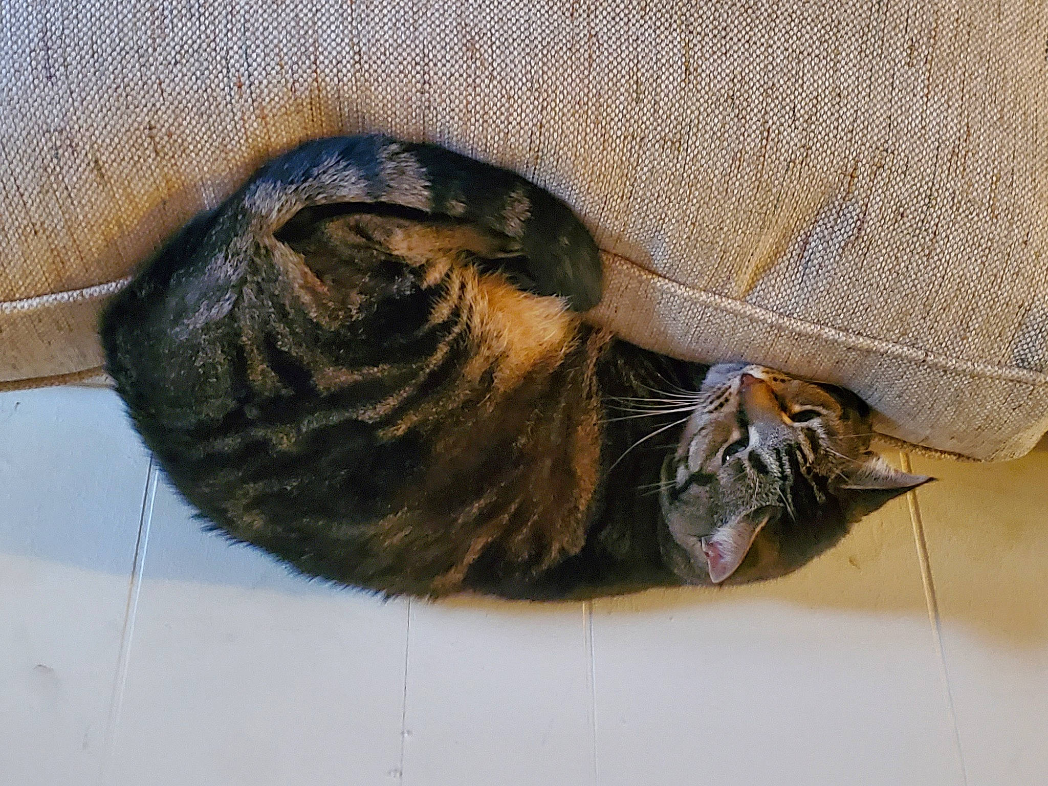 Needy joined the competition — help win amazing prizes! claw, comfort, dog_breed, felidae, foot, fur, human_leg, liver, natural_material, tail, terrestrial_animal, thread, vertebrate, whiskers, wood, wrinkle