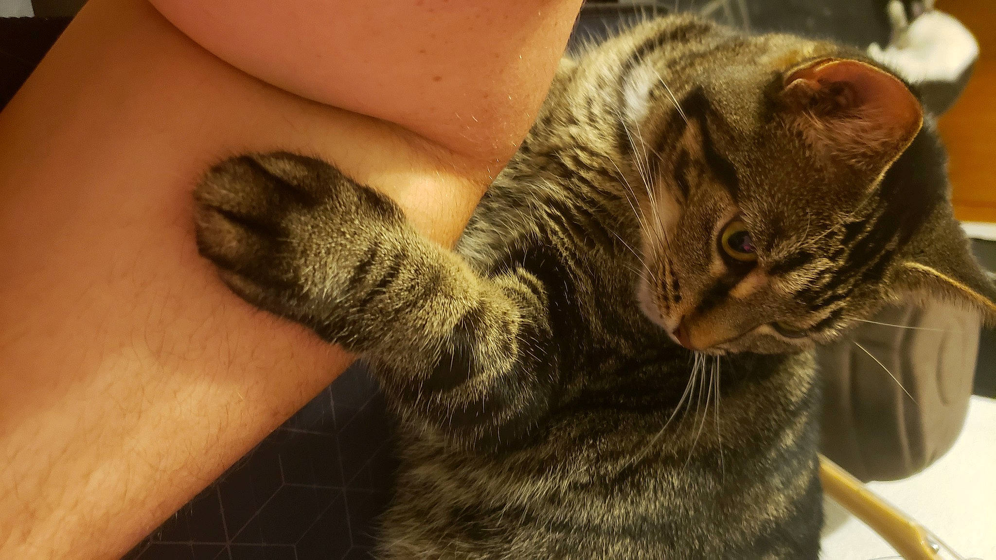 Needy joined the competition — help win amazing prizes! carnivore, cat, claw, close_up, comfort, domestic_short_haired_cat, ear, felidae, foot, fur, gesture, human_leg, paw, small_to_medium_sized_cats, snout, tail, terrestrial_animal, whiskers, window, wrist