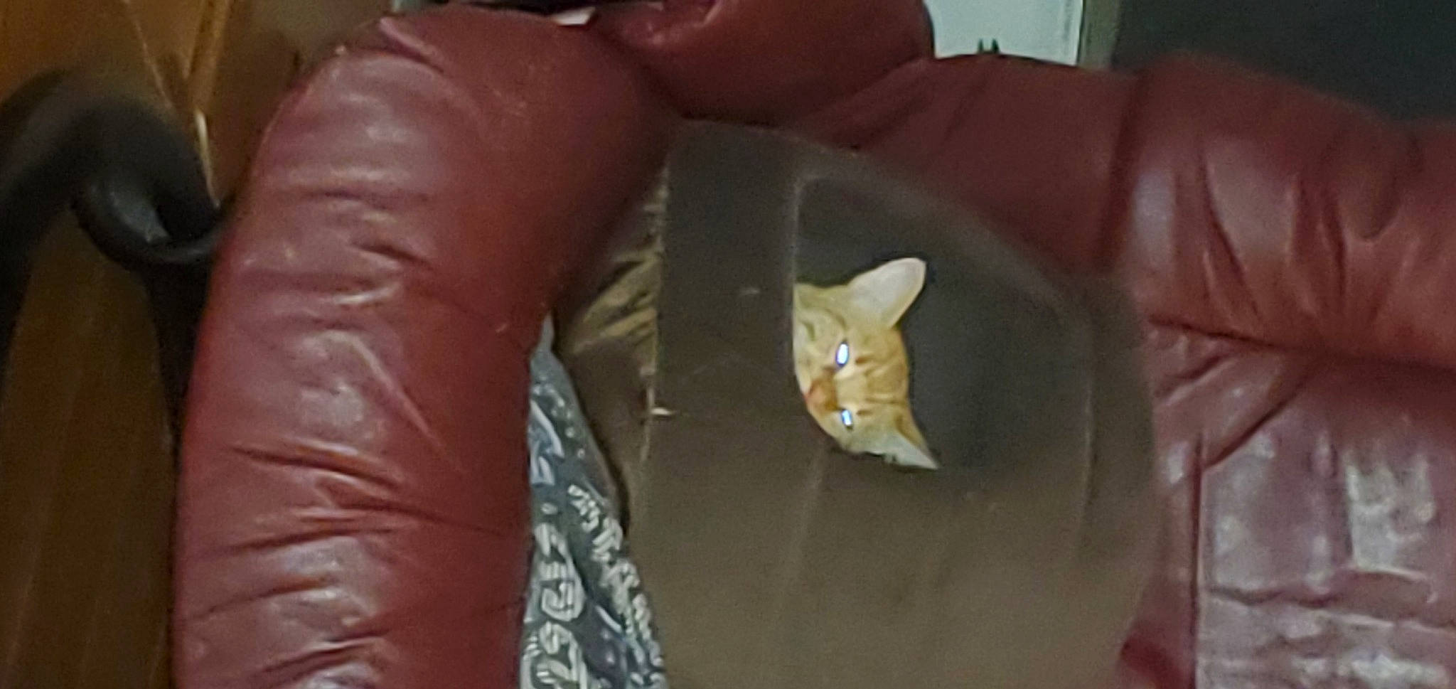 Ruby is registered to the contest to win money with this photo: carnivore, cat, comfort, couch, domestic_short_haired_cat, fashion_accessory, felidae, flooring, fur, human_leg, leather, linens, nail, personal_protective_equipment, room, small_to_medium_sized_cats, tail, thigh, whiskers, wood