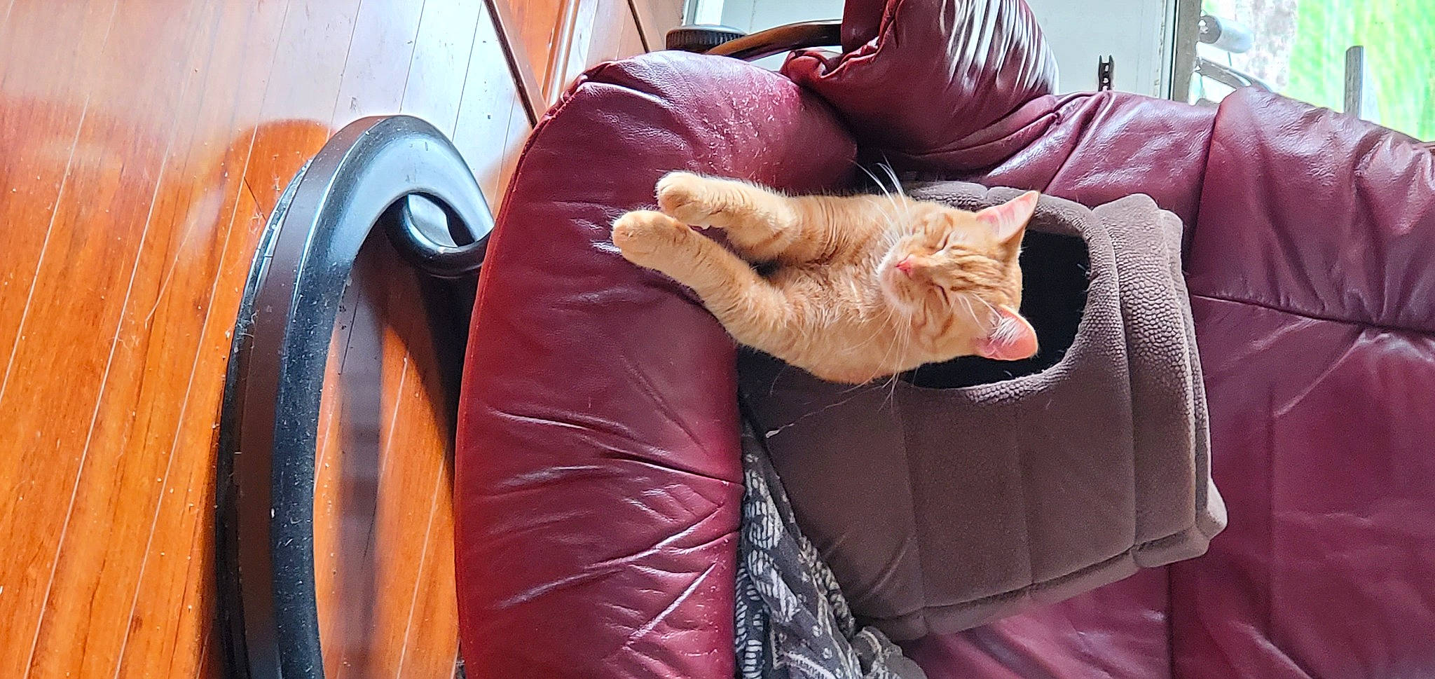 Ruby is registered to the contest to win money with this photo: canidae, carnivore, cat, claw, comfort, companion_dog, domestic_short_haired_cat, fawn, felidae, fur, human_leg, linens, nap, room, small_to_medium_sized_cats, sporting_group, tail, textile, whiskers, wood