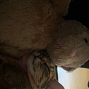 Cleopatra is registered to the contest to win money with this photo: cat, tabby_cat, sleeping, stuffed_animal, plush_toy, bunny, fur, cozy, resting, indoor, cute, pet, animal, whiskers, close_up, soft_texture, companion, nap, relaxation, feline