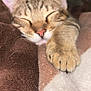 cat, tabby, sleeping, paw, close_up, cozy, blanket, soft_texture, relaxation, cute, pet, feline, animal, whiskers, indoor, nap, fur, peaceful, resting, warm