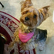 Kirby Abigail joined the competition — help win amazing prizes! dog, small_dog, yorkshire_terrier, pet, indoor, bandana, pink_bandana, curious, looking_up, fur, ears, floor, rug, patterned_rug, tile_floor, animal, companion, cute, standing, domestic_animal