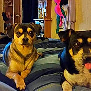 Smokey And Bandit is registered to the contest to win money with this photo: animal, bed, blanket, canine, companion, cozy, cute, dog, domestic, fur, furniture, home, indoor, living_room, looking_at_camera, pet, relaxed, resting, tongue_out, two_animals